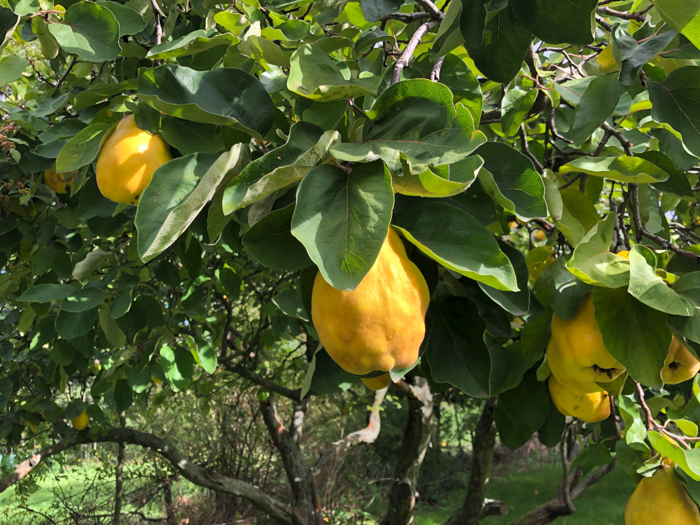 Delicious unsprayed quince (apple or pear quince)