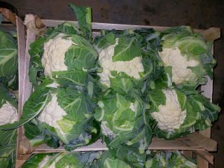 I have cauliflower for sale packed in 6 pcs.