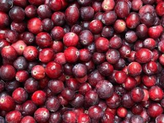 For sale PILGRIM large cranberry from own cultivation. Large