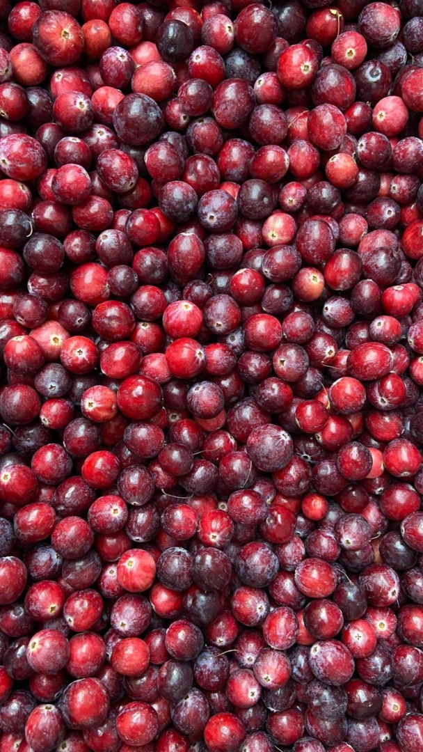 For sale PILGRIM large cranberry from own cultivation