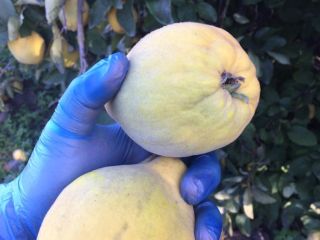 I have for sale home-grown quince fruit, organic without
