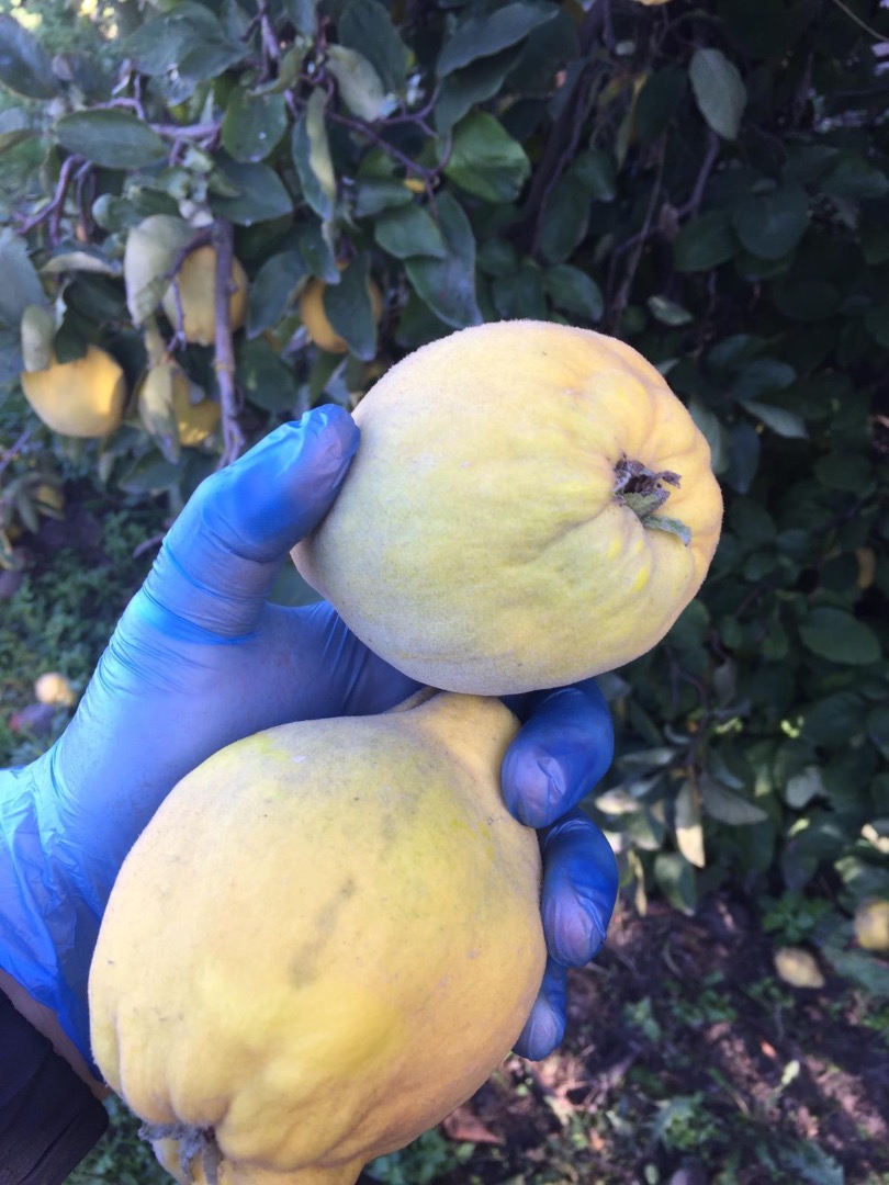 I have for sale home-grown quince fruit, organic without spraying, away from the road