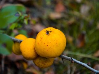 I sell Japanese quince, an integrated farm in Latvia.