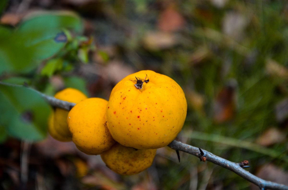 I sell Japanese quince, an integrated farm in Latvia