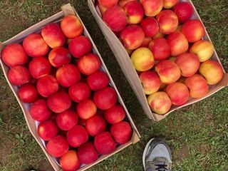Red delicious, gold delicious, jonagold, greny smith, mutsu from