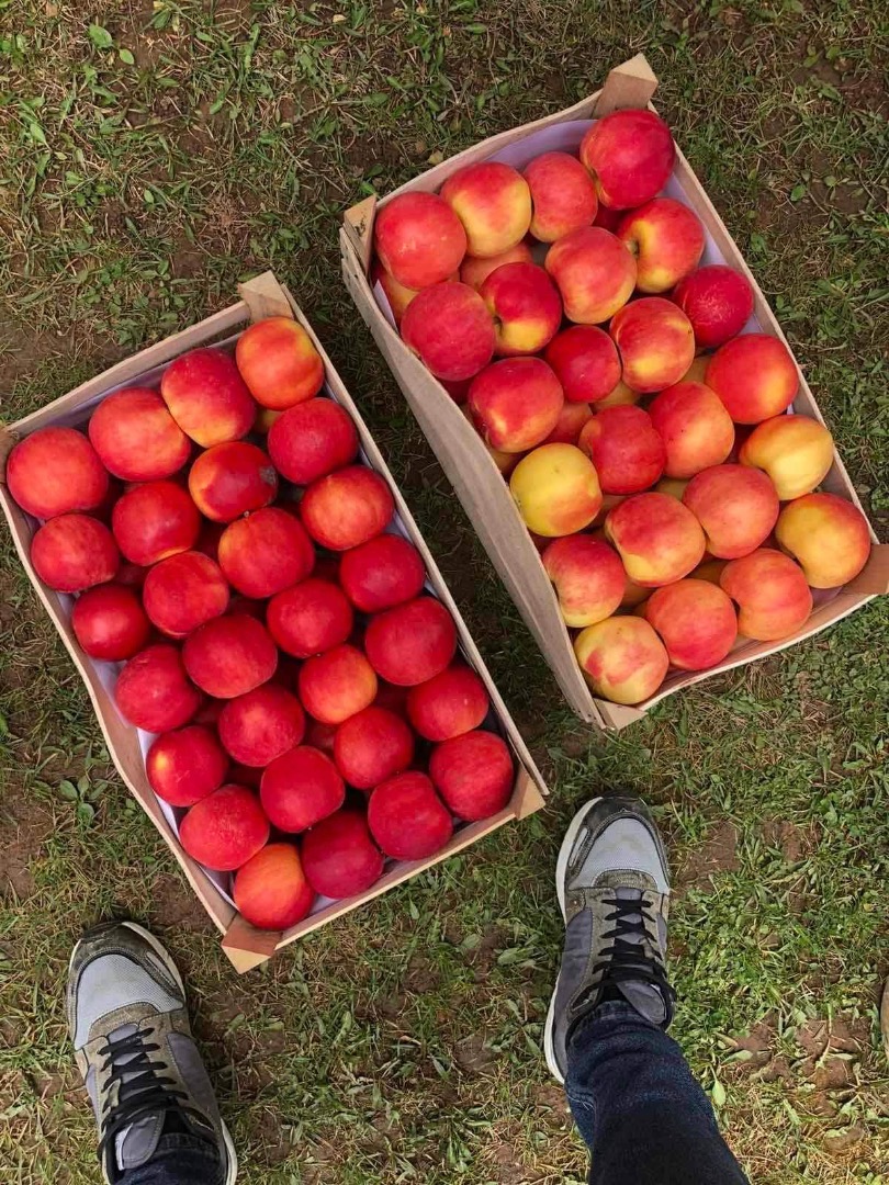 Red delicious, gold delicious, jonagold, greny smith, mutsu from Macedonia Price- 0.45€ packing negotiable Whatsapp number