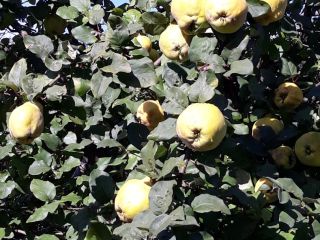 pear quince fruit for sale price per kg possible