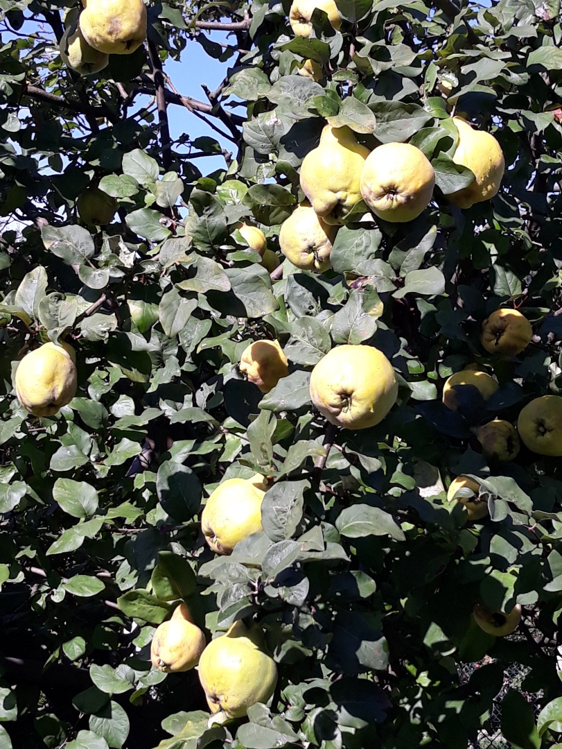 pear quince fruit for sale price per kg possible shipping by parcel locker or pick up bytom