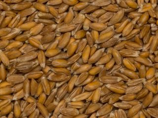 I will sell organic spelled in shell 25 tons