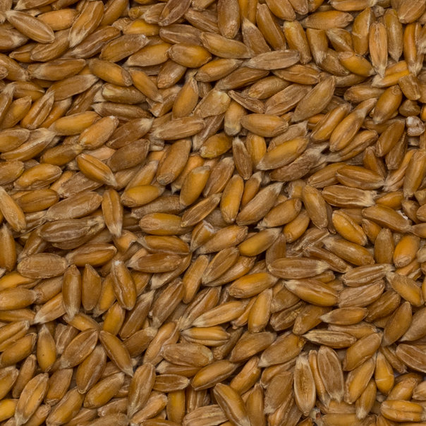I will sell organic spelled in shell 25 tons Lithuania contact whatsapp, viber or email