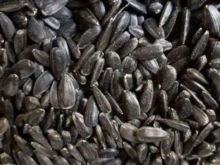 I am selling sunflower seeds, in pots; Details on