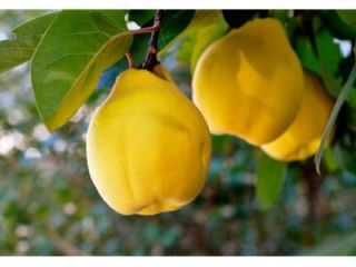We sell quince juice in clear tetra packs. Price