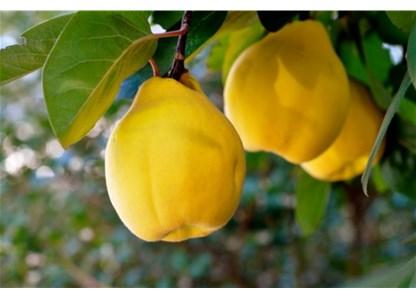 We sell quince juice in clear tetra packs
