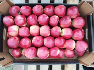 I will sell organic apples. Varieties: Gala, Golden Delicious,