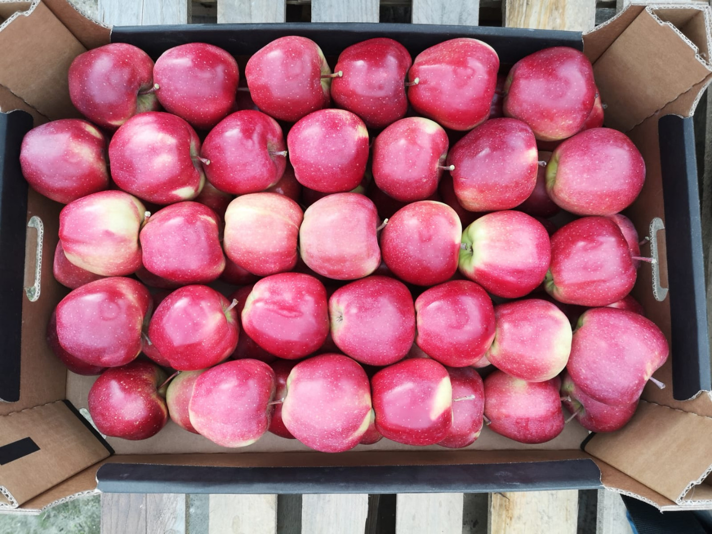 I will sell organic apples