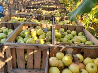 Ionatan, golden, idared and florina apples for sale, large,