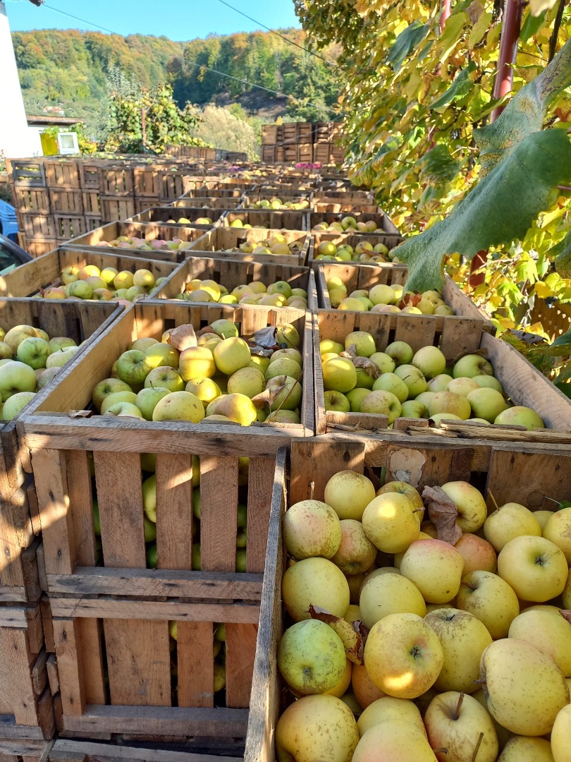 Ionatan, golden, idared and florina apples for sale, large, medium and small