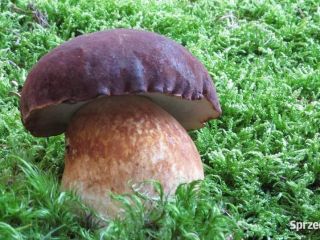Hello, I offer boletus forest mushrooms, mushrooms, chanterelles