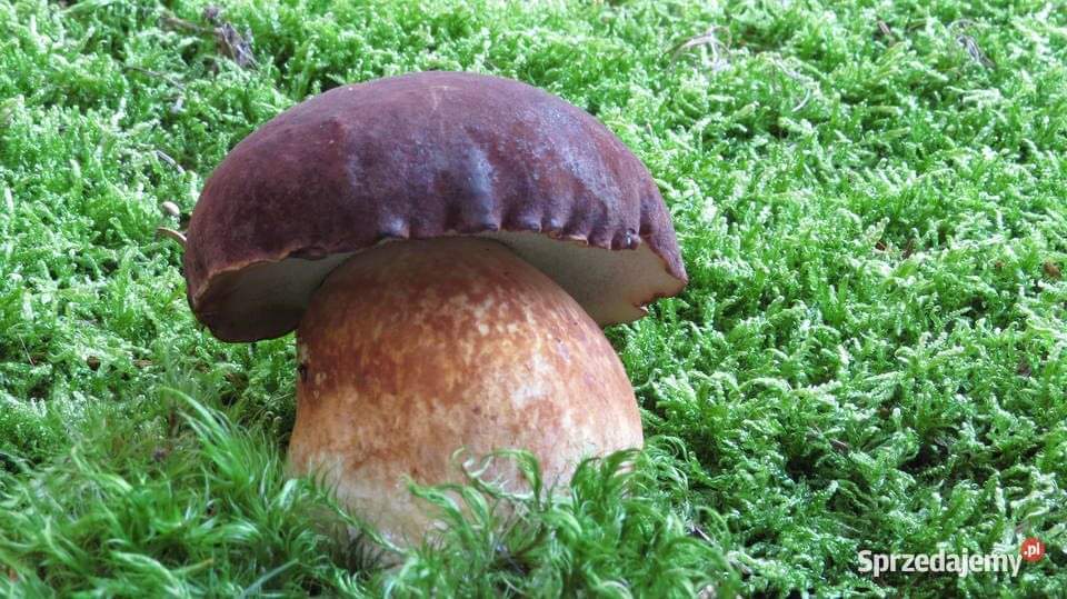 Hello, I offer boletus forest mushrooms, mushrooms, chanterelles