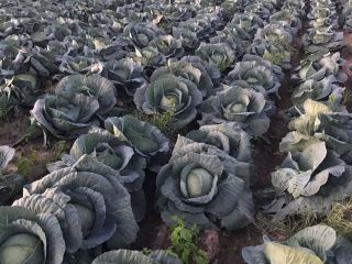 Wholesale Bucharest cabbage