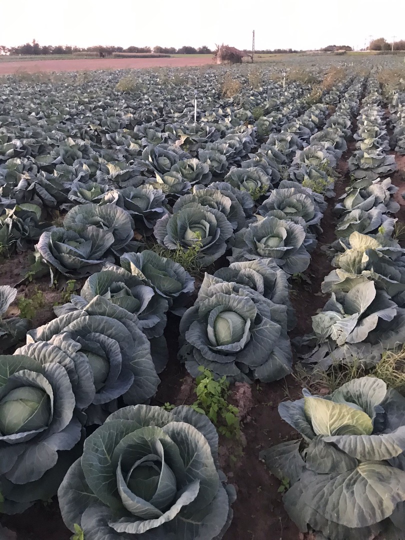 Wholesale Bucharest cabbage