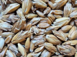I will sell organic spelled (spelt wheat) in a