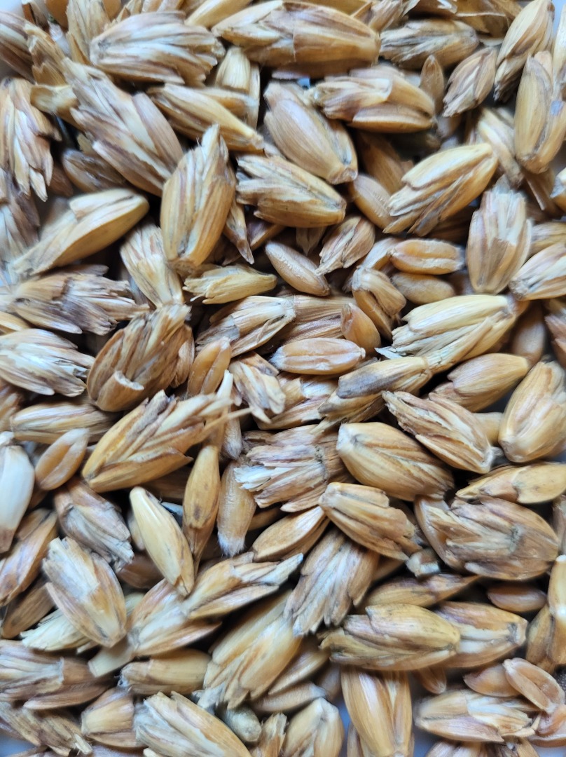 I will sell organic spelled (spelt wheat) in a husk from the harvest in 2022