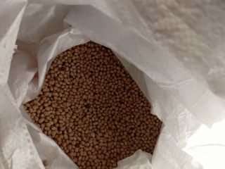 Domestic buckwheat