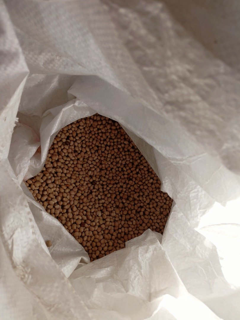 Domestic buckwheat