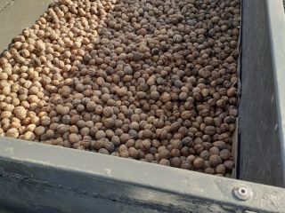 I will sell walnuts this year, the price is