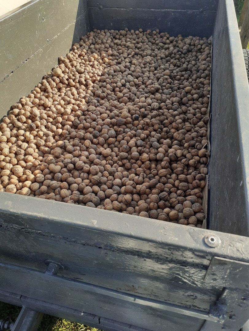 I will sell walnuts this year, the price is PLN 5, the price is negotiable