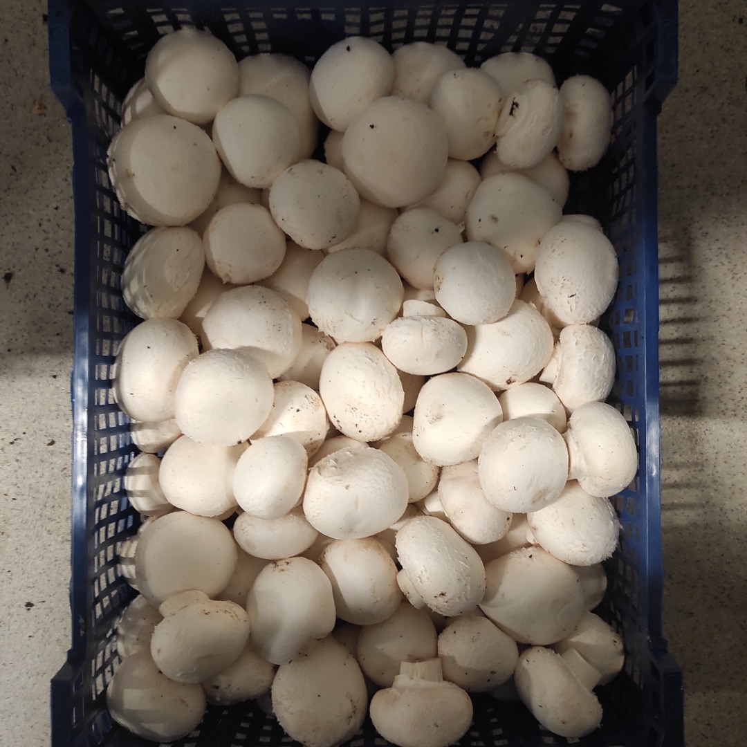 Good morning, I have to offer you a white mushroom in the amount of at least 2 tons per month or more