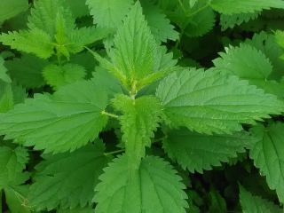 dried nettle from an organic plantation, good quality, more