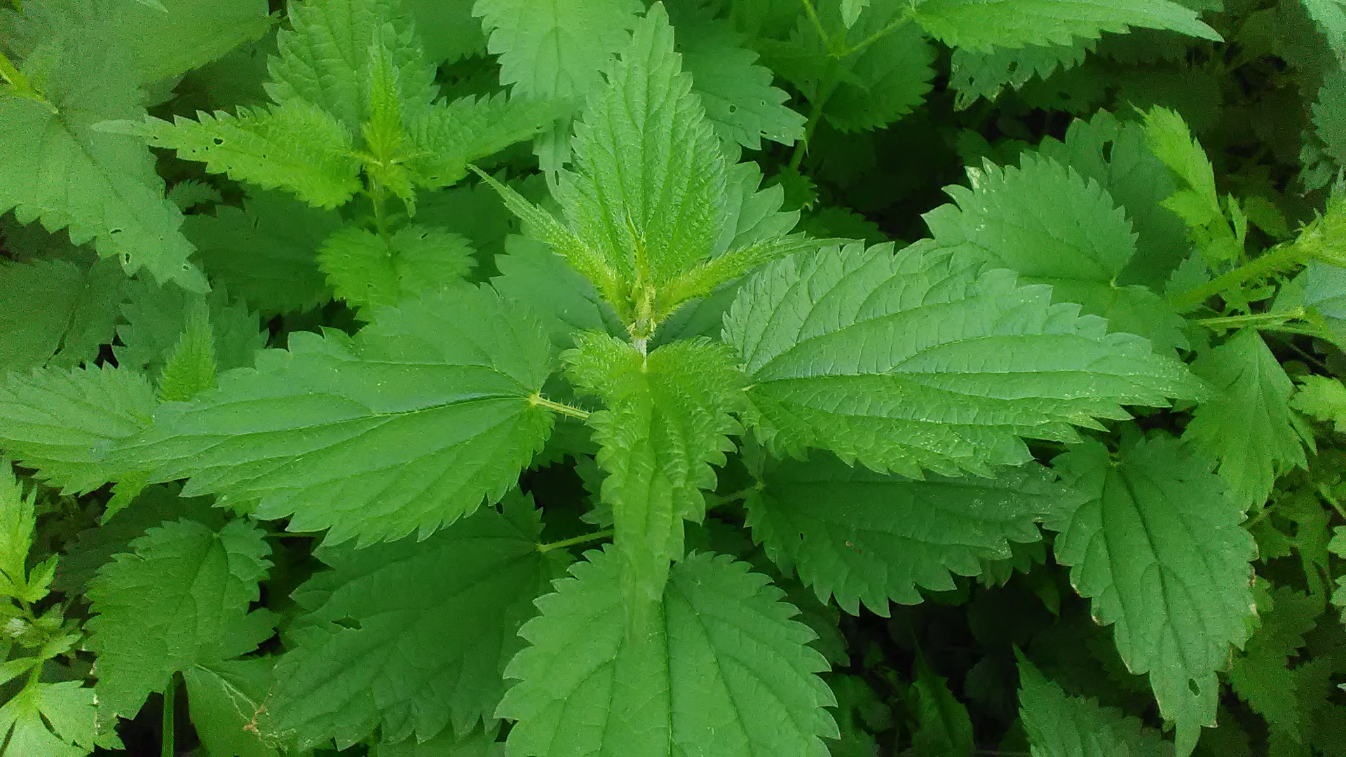 dried nettle from an organic plantation, good quality, more quantity