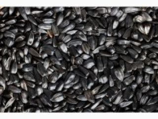 We buy high-oleic sunflower locally. The price of a