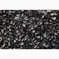 We buy high-oleic sunflower locally