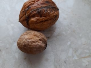 I will sell this year's organic walnut. I have