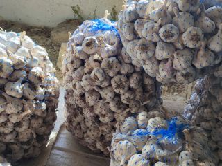 I am selling winter Bulgarian garlic of the old