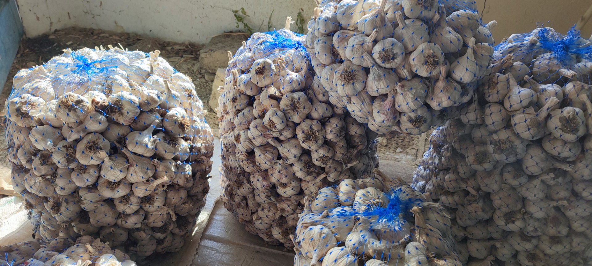 I am selling winter Bulgarian garlic of the old variety