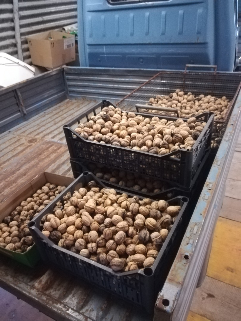 For sale selected local walnuts, first choice, freshly picked