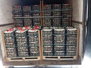 Premium garlic, from organic farming in Turkey, selected, for