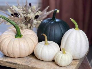 I will sell baby boo pumpkins.