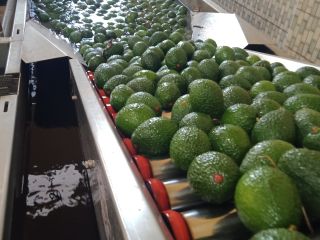 Hass and Fuerte avocado, Sizes 12-24