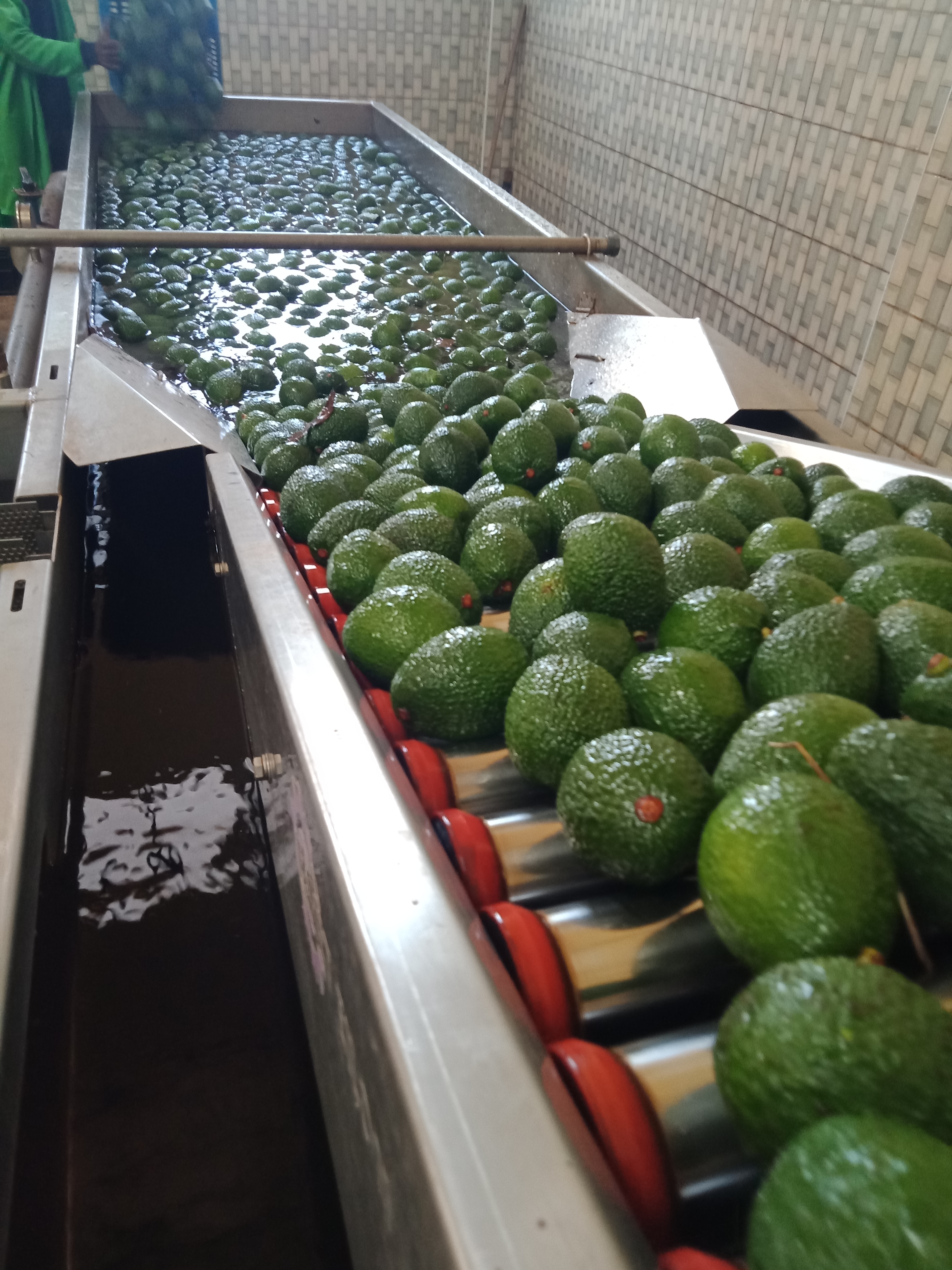 Hass and Fuerte avocado, Sizes 12-24
