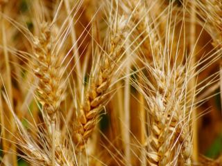 I will buy 3rd class wheat from Ukraine -