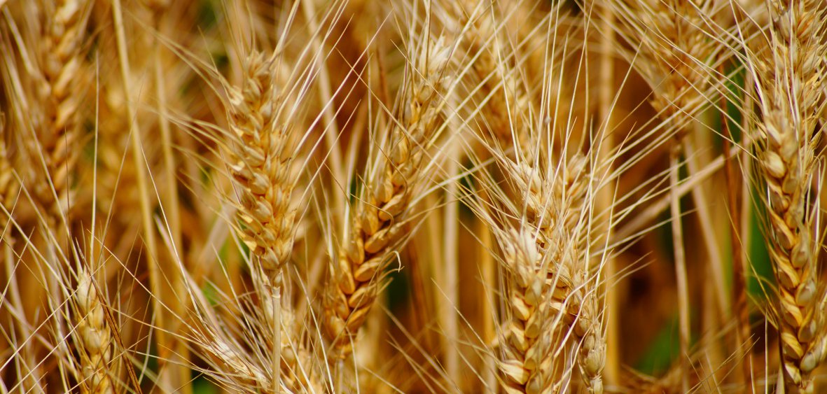 I will buy 3rd class wheat from Ukraine - in large quantities