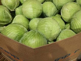 I will sell white cabbage in the caliber of