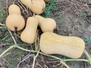 I will sell butternut squash, Matilda f1 variety.