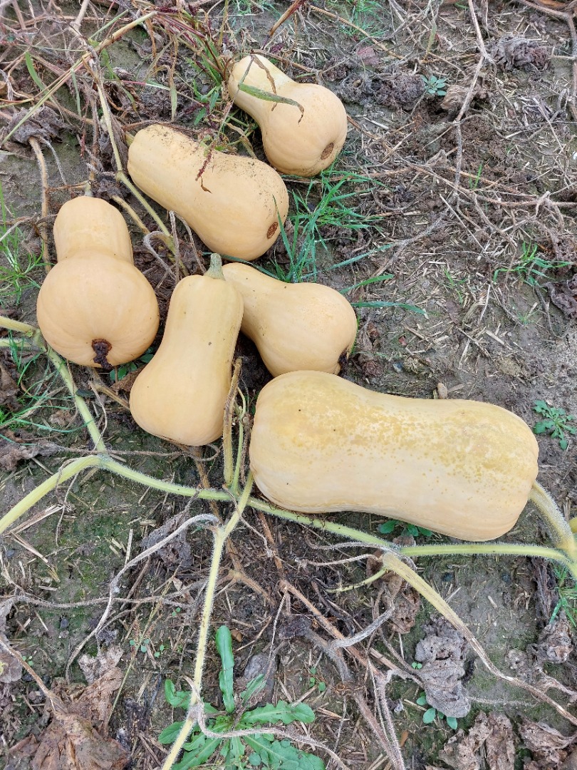 I will sell butternut squash, Matilda f1 variety