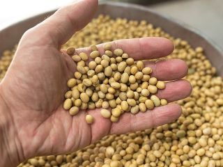 I will sell soybeans in big bags. Country of